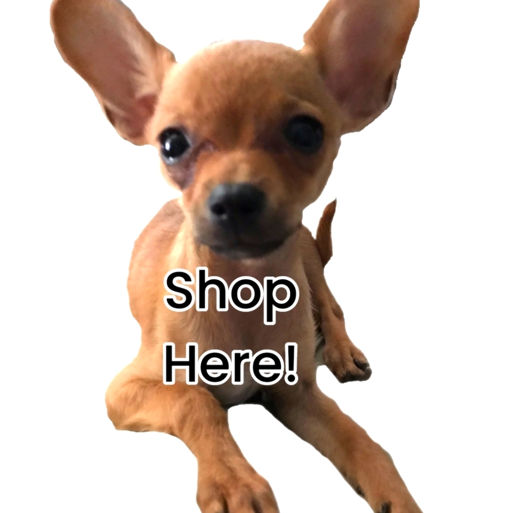 Meet Chicken Lil Lips, a chihuahua & Beverley, a human